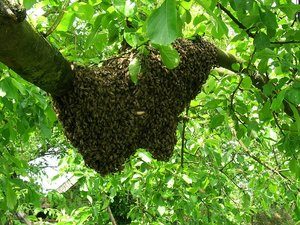 Bienenschwarm gefunden