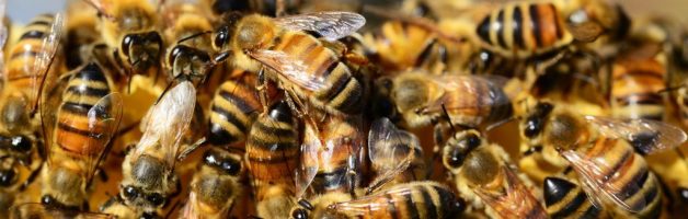 Erkrankungen der Honigbiene – Viren, Pilze und Protozoen